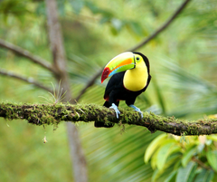 Costa Rica - A Woman's Journey Back to Self- Bunk Bed