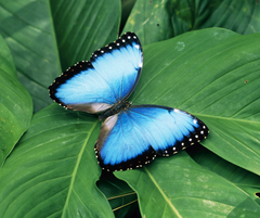 Costa Rica- A Woman's Journey Back to Self-Queen Bed