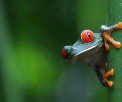 Costa Rica - A Woman's Journey Back to Self- Bunk Bed