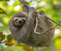 Costa Rica - A Woman's Journey Back to Self- Bunk Bed