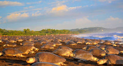 Costa Rica - A Woman's Journey Back to Self-Twin Bed